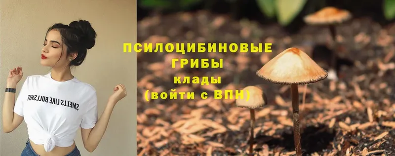 блэк спрут онион  хочу   Железноводск  Галлюциногенные грибы Psilocybe 